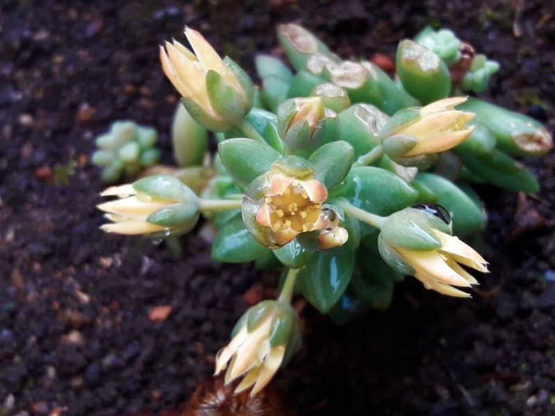 Foto de un cactus que se está identificando actualmente