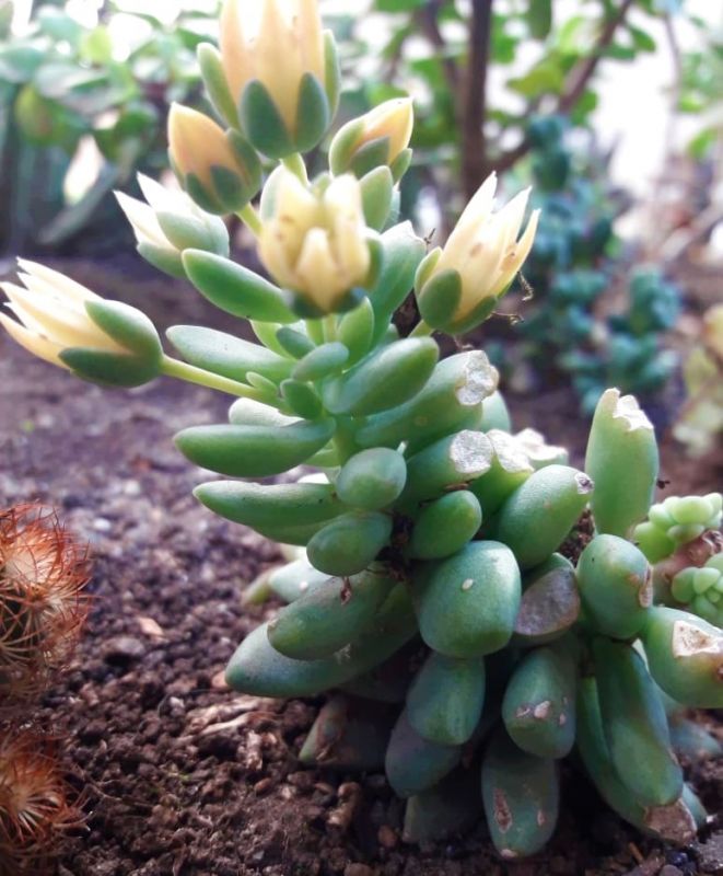 Foto de un cactus que se está identificando actualmente