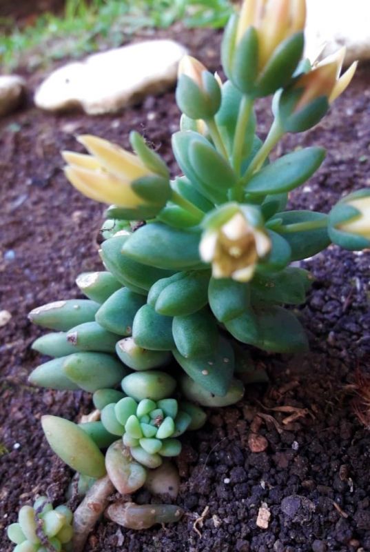 Foto de un cactus que se está identificando actualmente