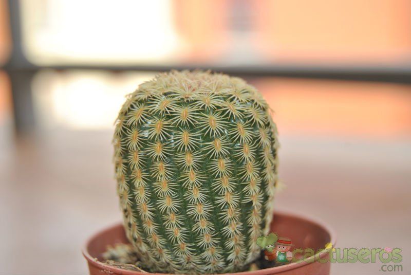 Una foto de Echinocereus pectinatus