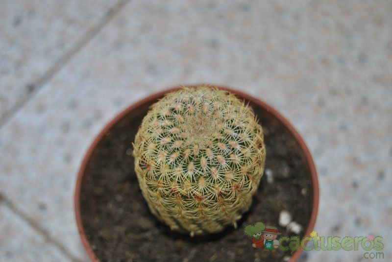 Una foto de Echinocereus pectinatus