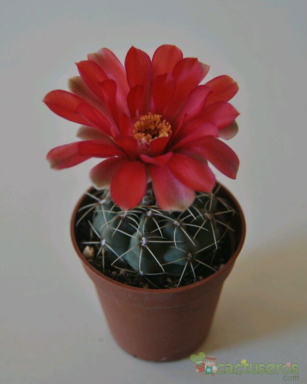 Una foto de Gymnocalycium baldianum