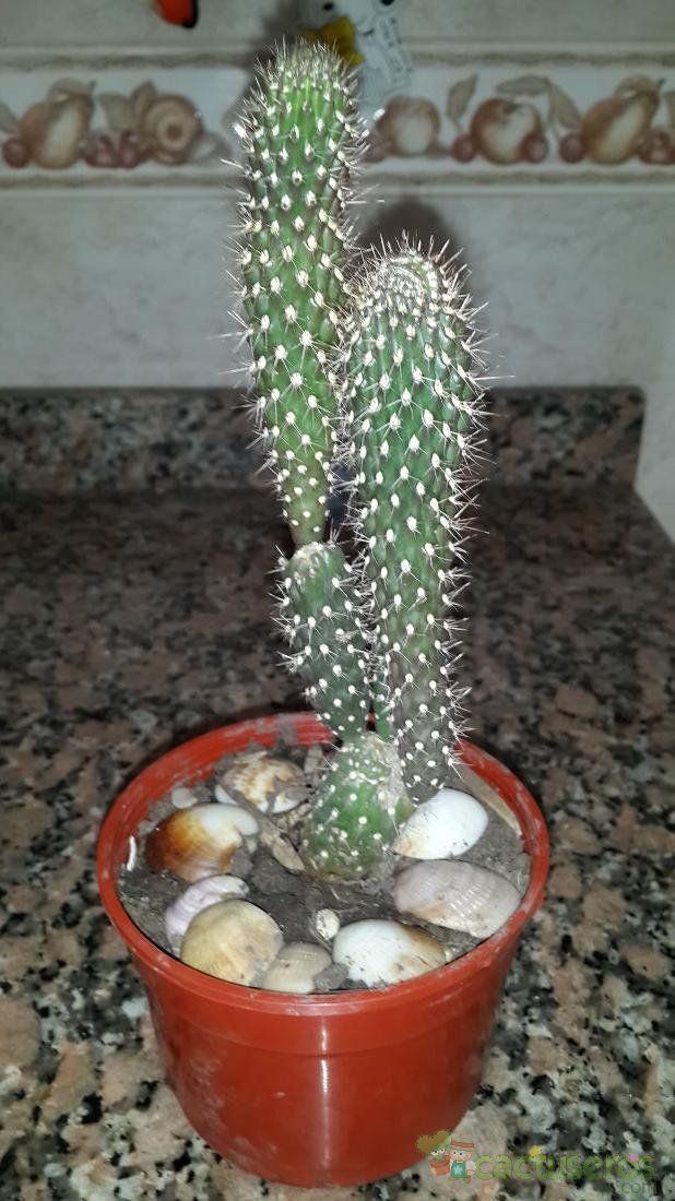 A photo of Cylindropuntia fulgida