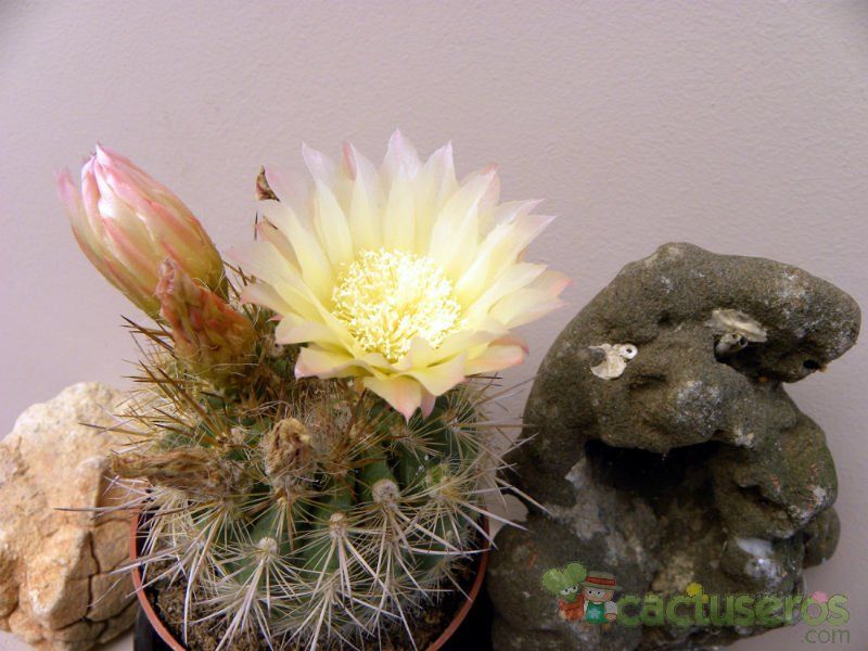 A photo of Eriosyce chilensis