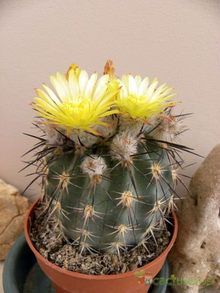 A photo of Eriosyce islayensis