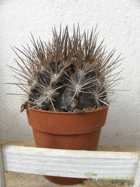 A photo of Eriosyce taltalensis ssp. taltalensis