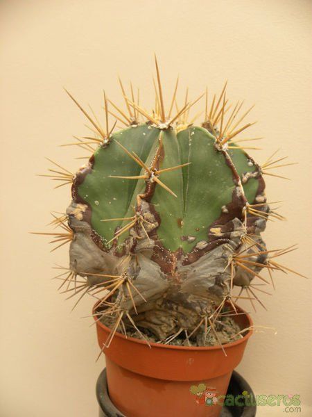 A photo of Astrophytum ornatum fma. nudum