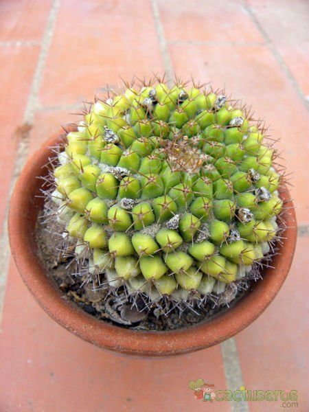 A photo of Mammillaria marksiana