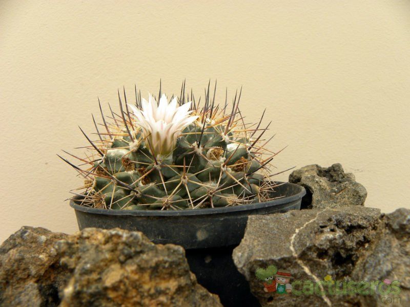 Una foto de Mammillaria melanocentra