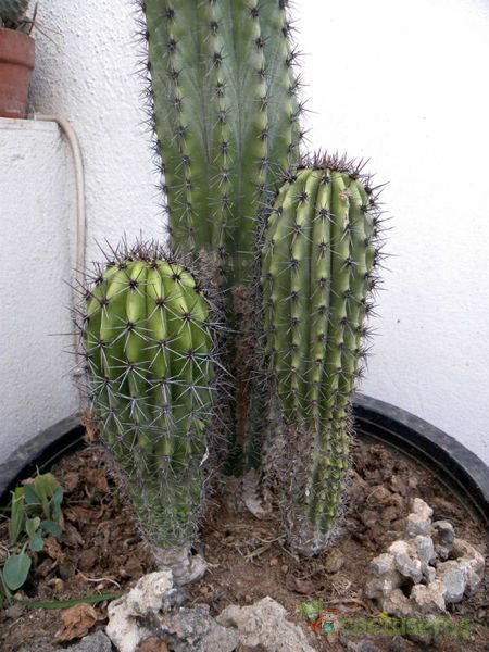A photo of Stenocereus thurberi subsp. thurberi