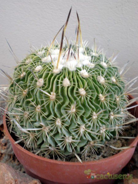 Una foto de Stenocactus crispatus
