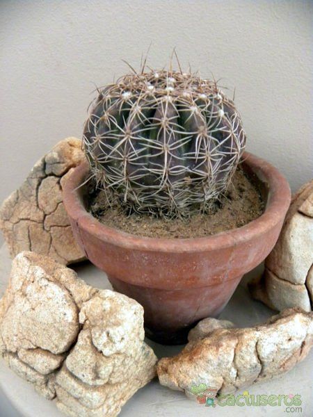 A photo of Parodia crassigibba