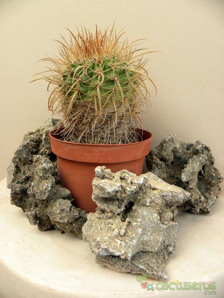 A photo of Parodia maasii