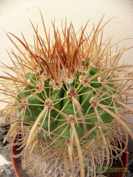 A photo of Parodia maasii