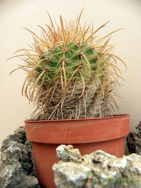 A photo of Parodia maasii