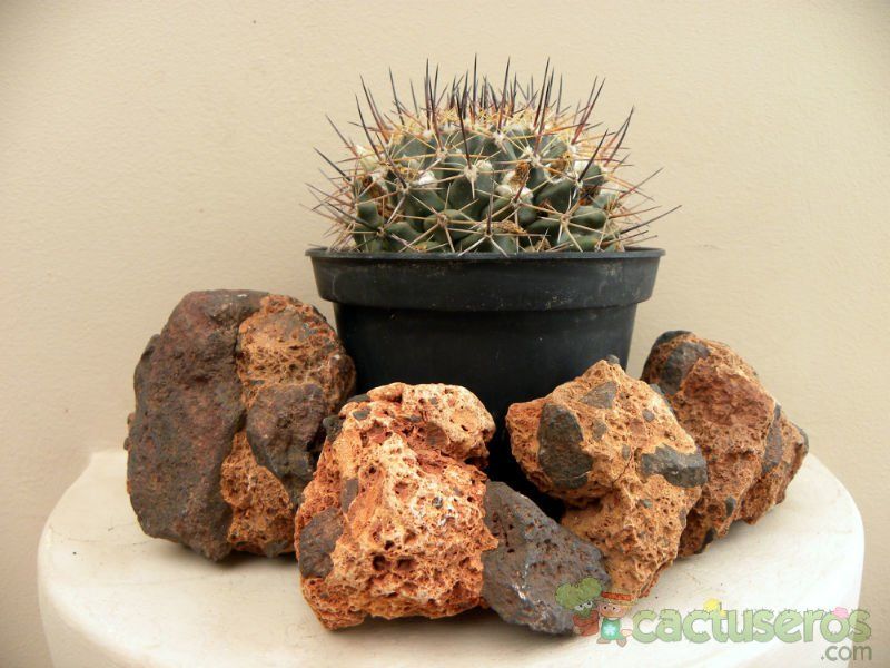 Una foto de Mammillaria melanocentra