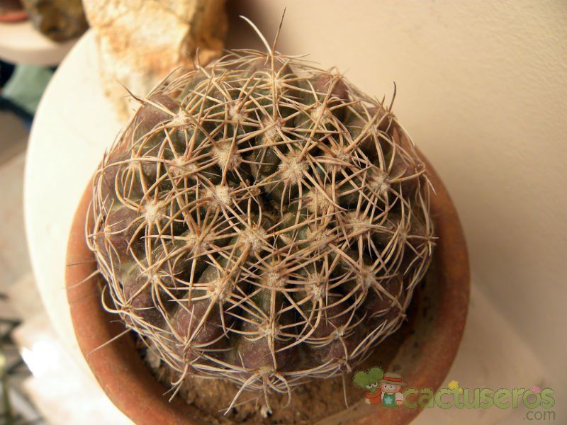 A photo of Parodia crassigibba