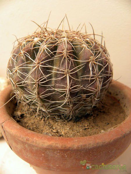A photo of Parodia crassigibba