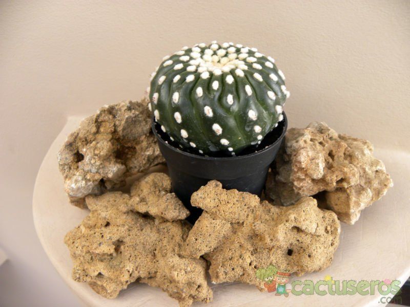 A photo of Notocactus uebelmannianus