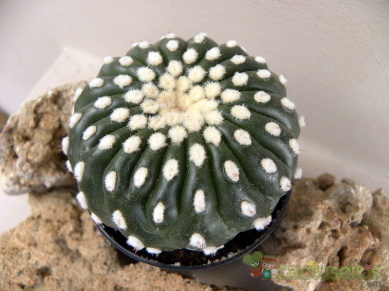 A photo of Notocactus uebelmannianus