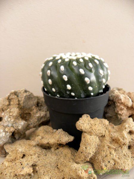 A photo of Notocactus uebelmannianus