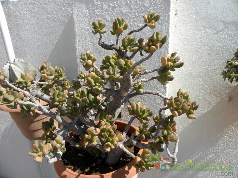 Una foto de Crassula ovata cv. hobbit