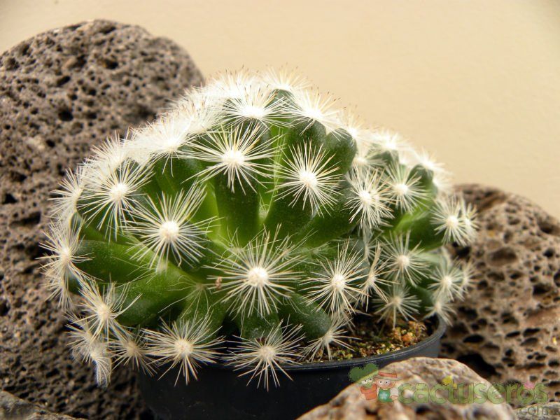 Una foto de Mammilloydia candida