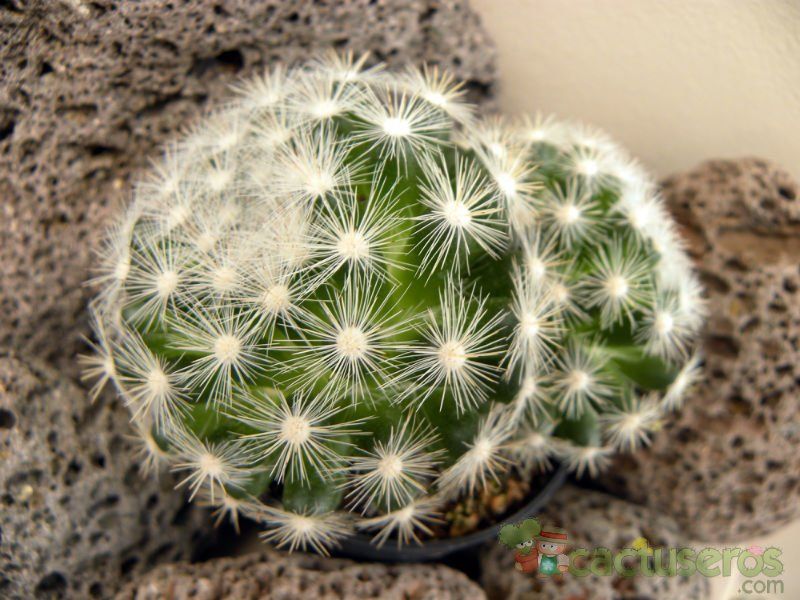 Una foto de Mammilloydia candida