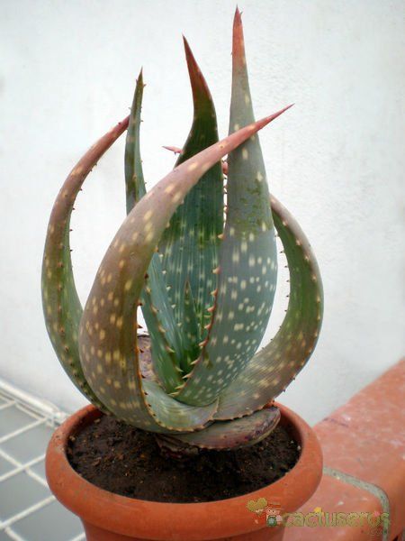 Una foto de Aloe gariepensis