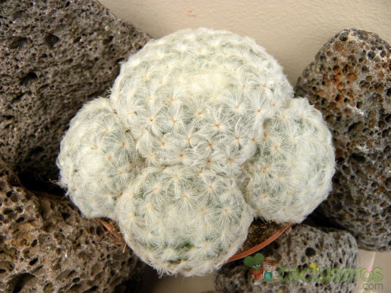 Una foto de Mammillaria plumosa