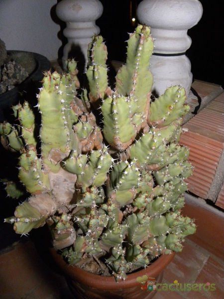 Una foto de Euphorbia resinifera