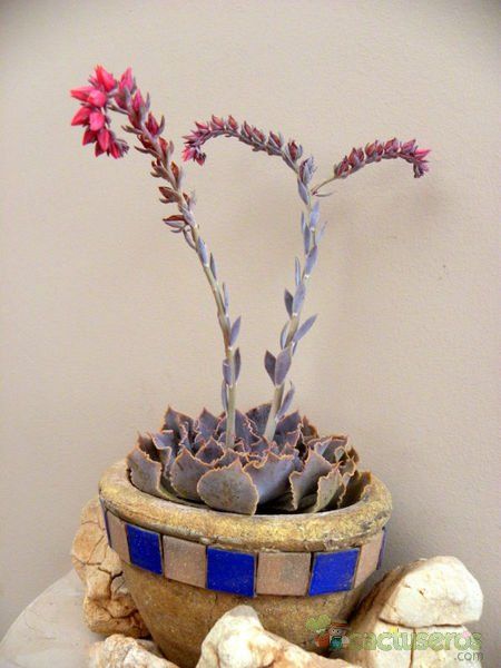 A photo of Echeveria cv. Blue Wave