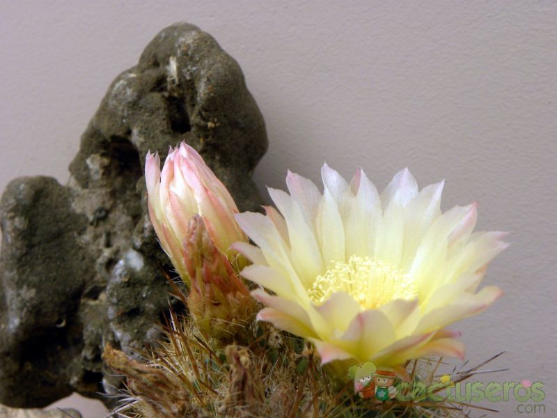 A photo of Eriosyce chilensis