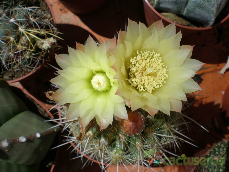 A photo of Eriosyce chilensis