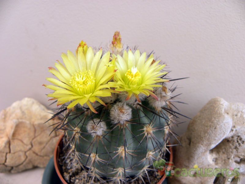 A photo of Eriosyce islayensis