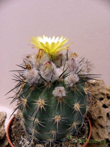 A photo of Eriosyce islayensis