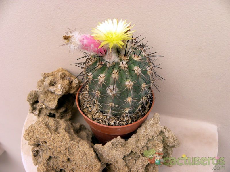 A photo of Eriosyce islayensis