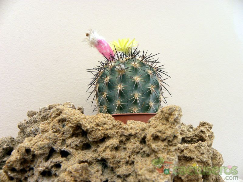 A photo of Eriosyce islayensis