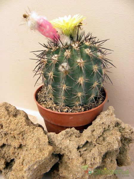 A photo of Eriosyce islayensis