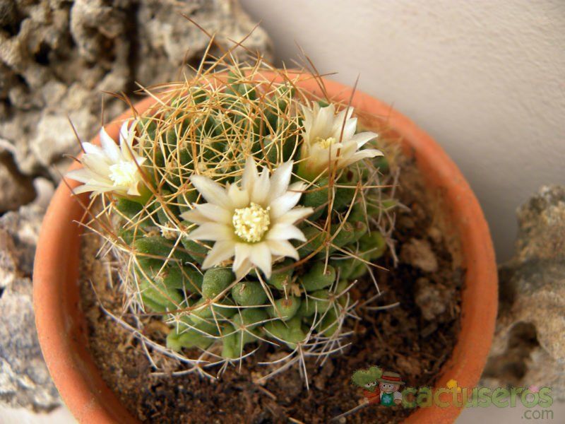 Una foto de Mammillaria decipiens ssp. camptotricha