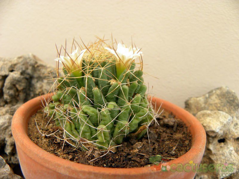 Una foto de Mammillaria decipiens ssp. camptotricha
