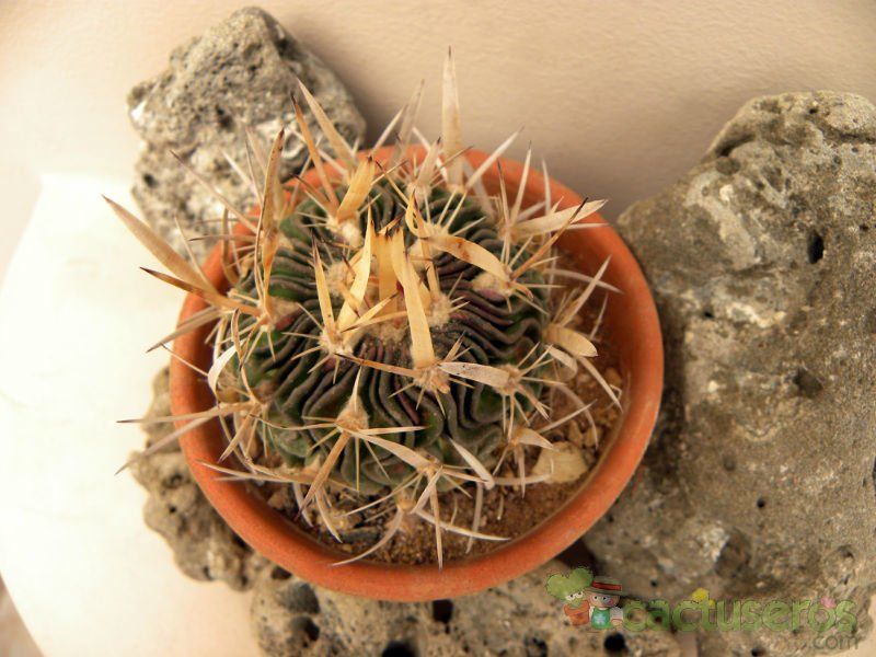 Una foto de Stenocactus phyllacanthus