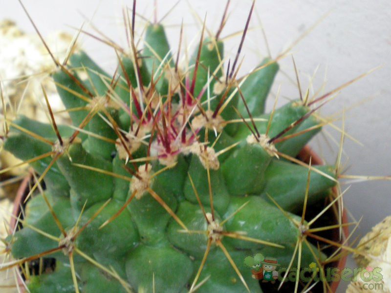 Una foto de Ferobergia hybrid (Ferocactus sp. x Leuchtenbergia principis)