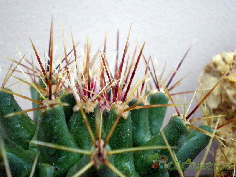 Una foto de Ferobergia hybrid (Ferocactus sp. x Leuchtenbergia principis)