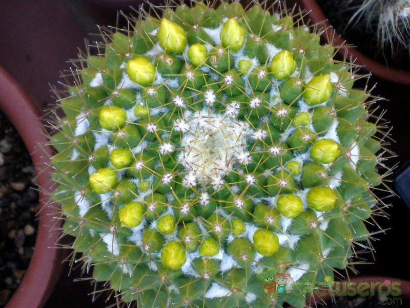 A photo of Mammillaria marksiana