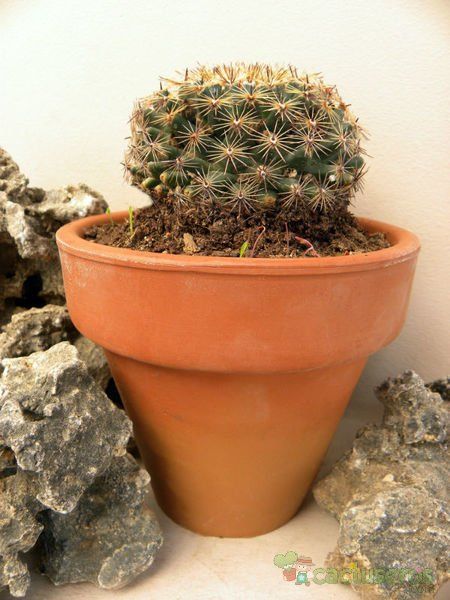 A photo of Mammillaria heyderi ssp. heyderi