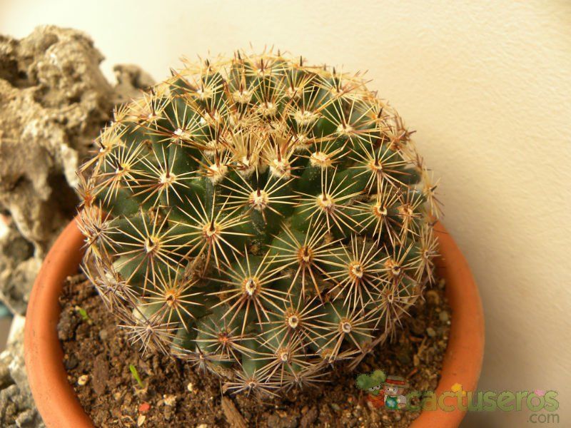 A photo of Mammillaria heyderi ssp. heyderi