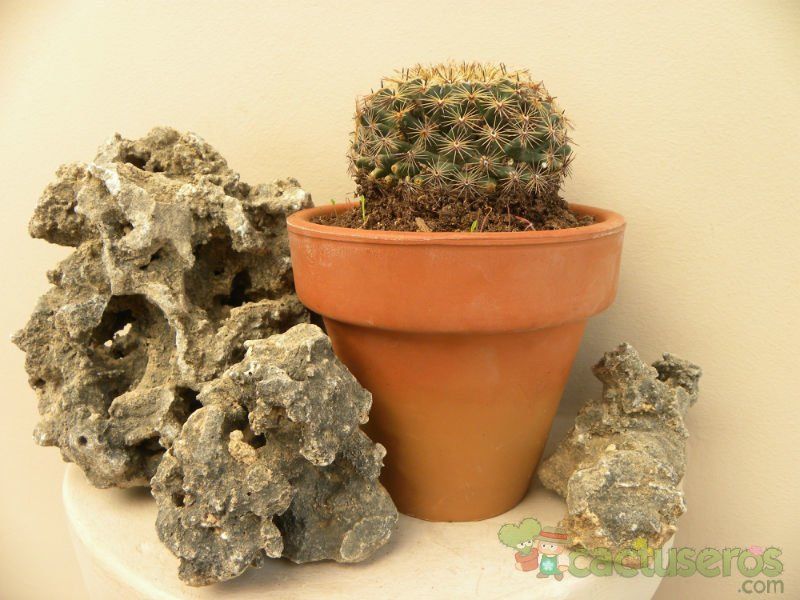 A photo of Mammillaria heyderi ssp. heyderi