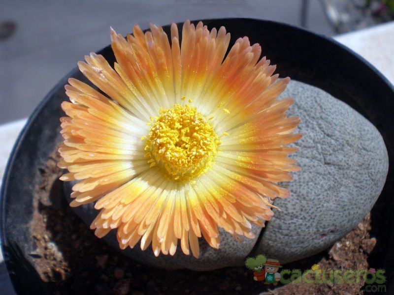 Una foto de Pleiospilos nelii