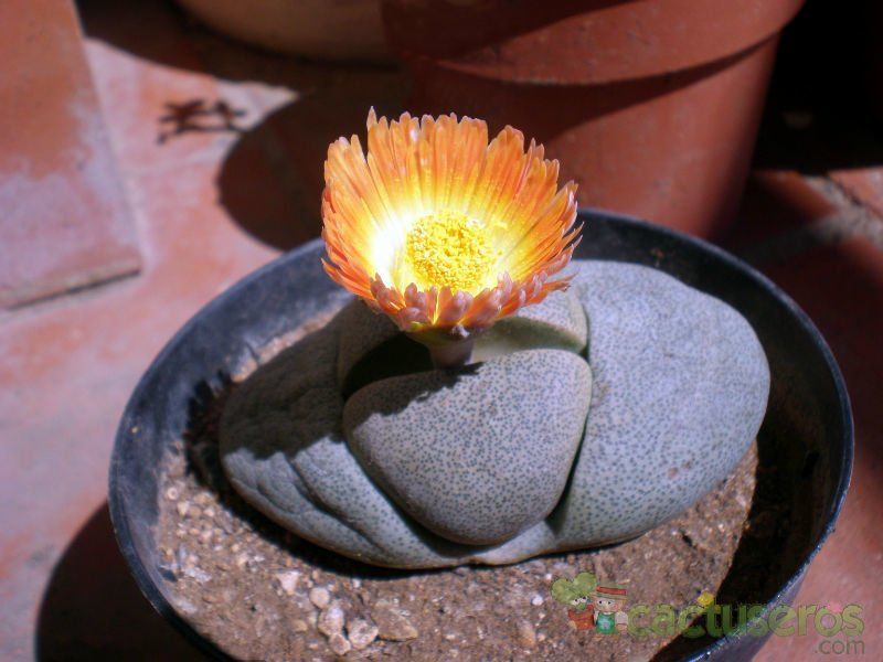Una foto de Pleiospilos nelii